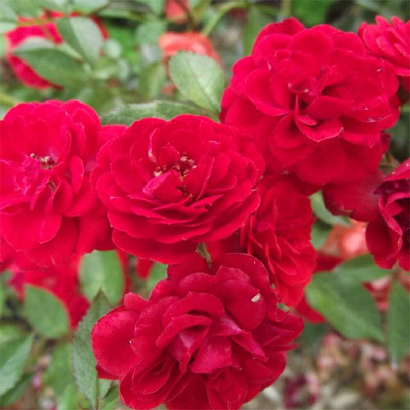 バラ苗 2年大株 4号 オーマイ！ Floribunda Roses W1044 自家用 花無し株 送料無料 ps2201