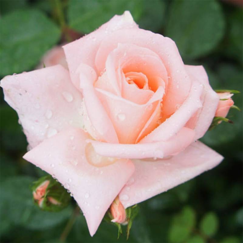 バラ苗 2年大株 4号 デブズデライト Floribunda Roses E1126 自家用 花無し株 送料無料