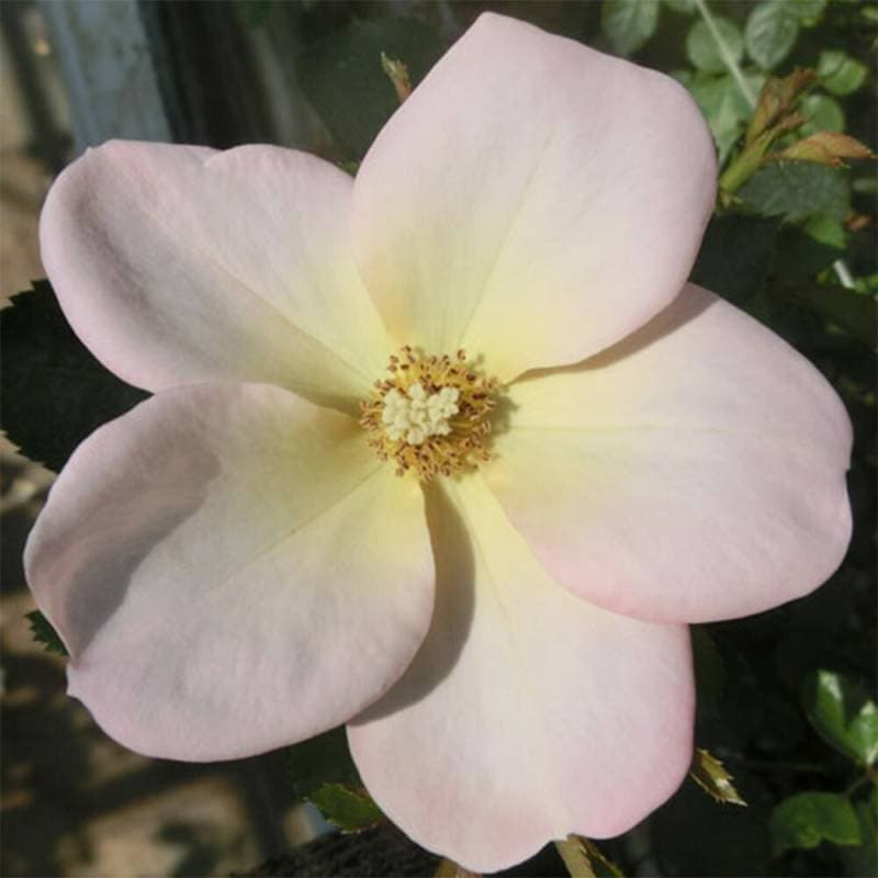 バラ苗 2年大株 4号 天使の花びら Floribunda Roses F1068 自家用 花無し株 送料無料 ps2201