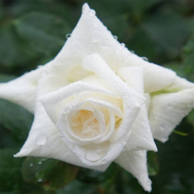 バラ苗 2年大株 4号 ブライダルホワイト Floribunda Roses F1388 自家用 花無し株 送料無料 ps2201