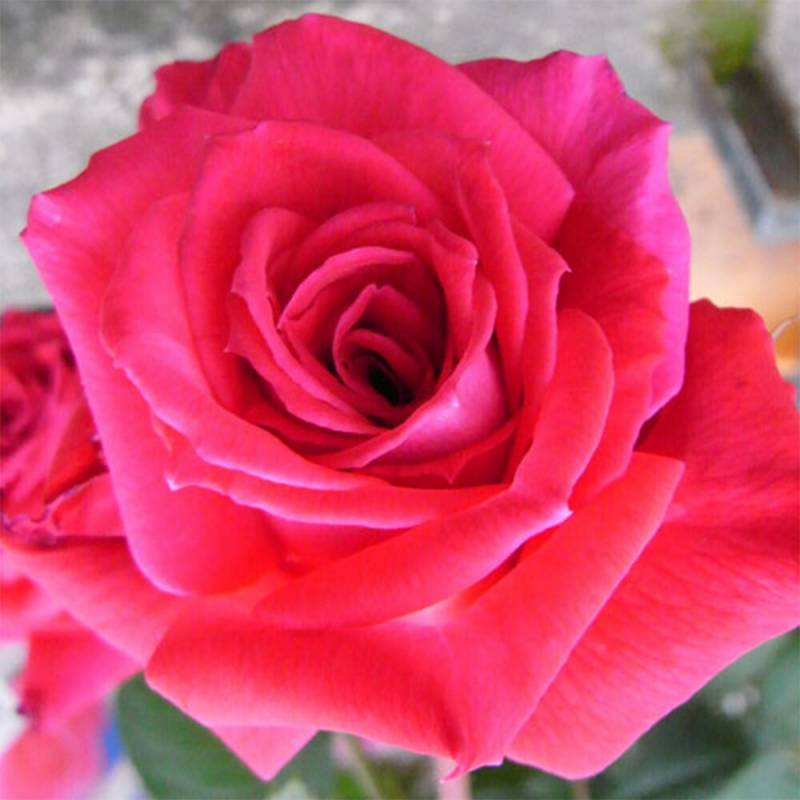 バラ苗 2年大株 4号 ブライダルレディ Floribunda Roses F1389 自家用 花無し株 送料無料 ps2201