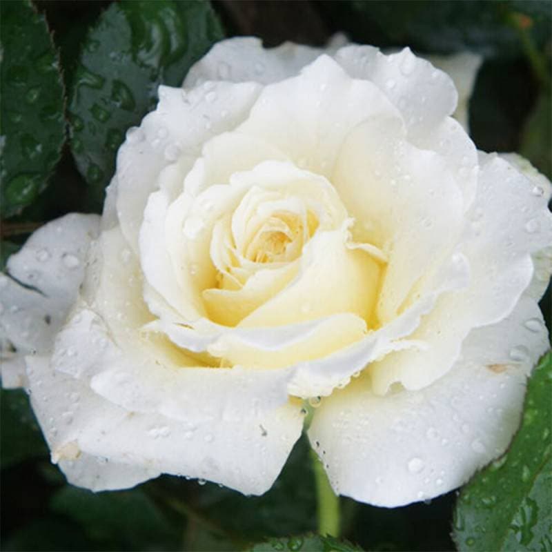 バラ苗 2年大株 4号 ホワイトリコリス Floribunda Roses W1052 自家用 花無し株 送料無料 ps2201