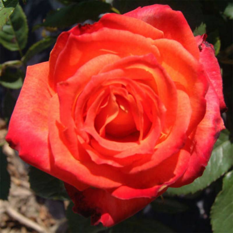 バラ苗 2年大株 4号 マインミュンヘン Floribunda Roses F1392 自家用 花無し株 送料無料 ps2201