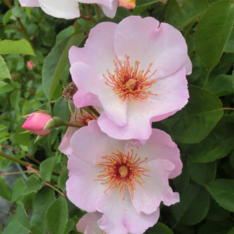 バラ苗 2年大株 4号 スーリールドゥイザベル Climbing Roses L1359 自家用 花無し株 送料無料