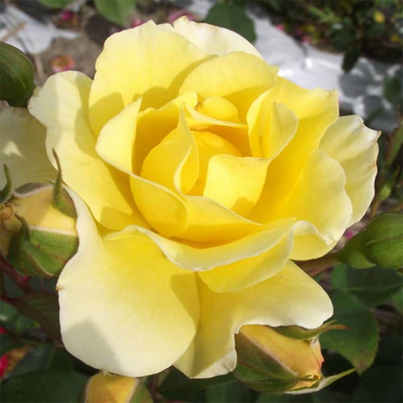 バラ苗 2年大株 4号 スカイズザリミット Climbing Roses W0951 自家用 花無し株 送料無料 ps2201