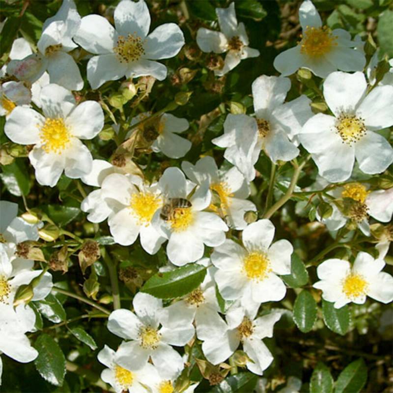 バラ苗 2年大株 4号 スノースター Climbing Roses L0876 自家用 花無し株 送料無料