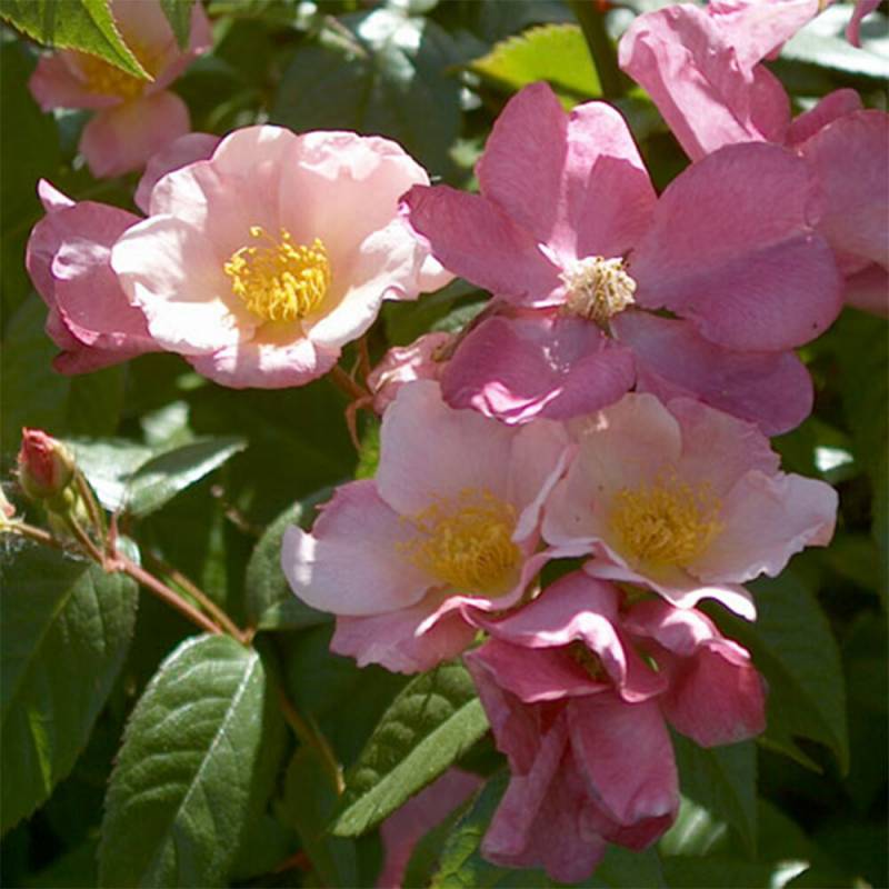 バラ苗 2年大株 4号 パトリシアブシェ Climbing Roses L0036 自家用 花無し株 送料無料