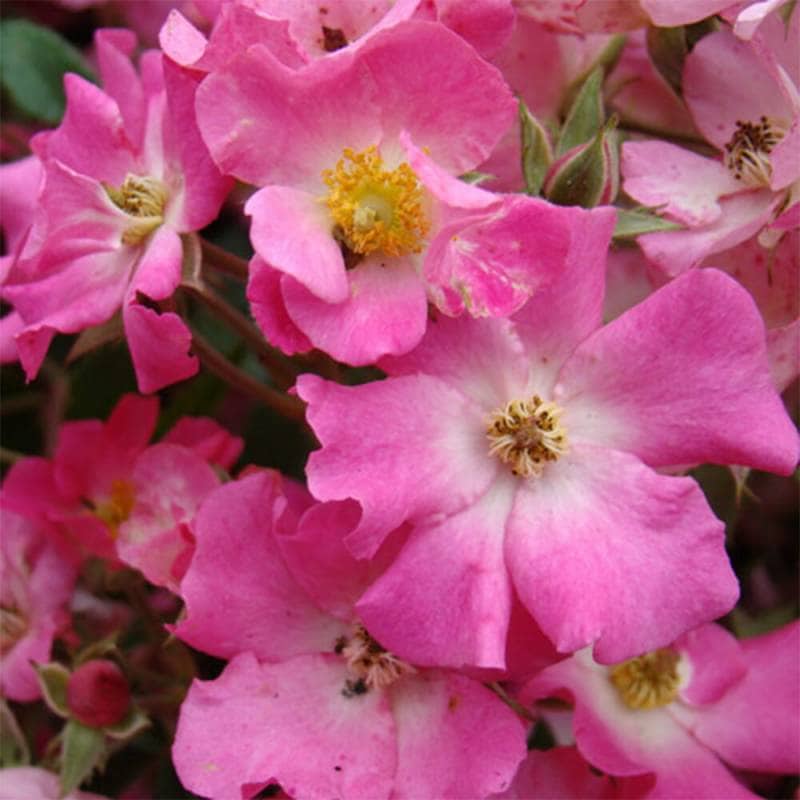 バラ苗 2年大株 4号 フランソワーズドリオン Climbing Roses L0045 自家用 花無し株 送料無料