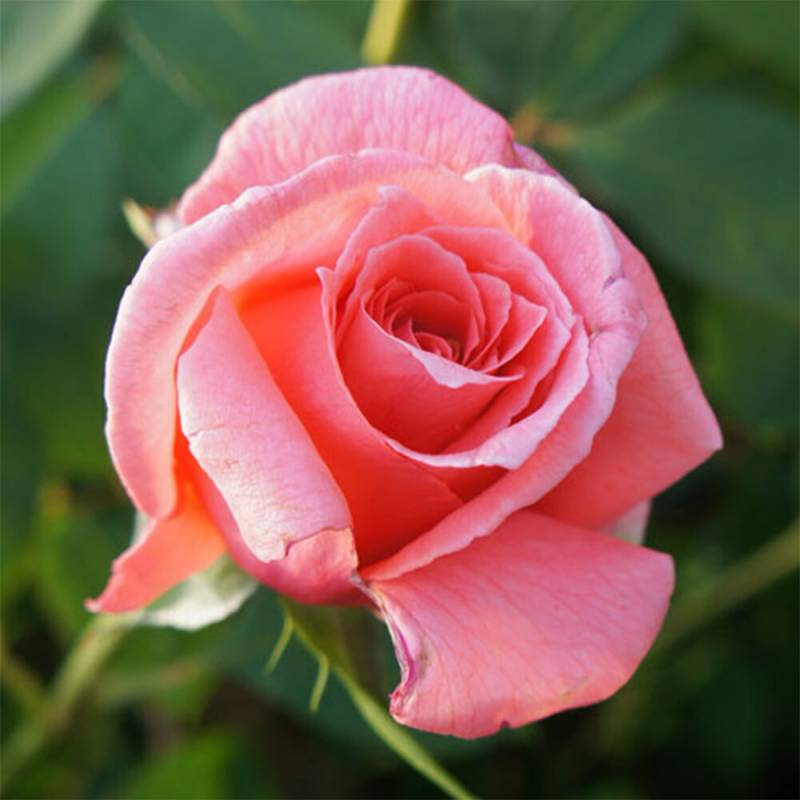 バラ苗 2年大株 4号 リーピングサーモン Climbing Roses A1263 自家用 花無し株 送料無料
