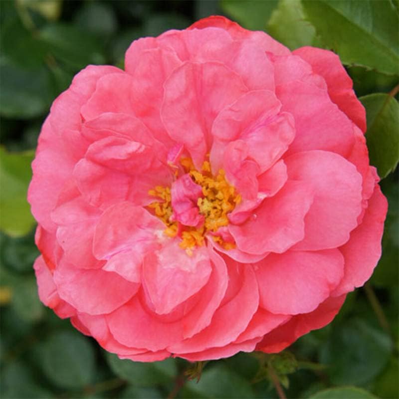 バラ苗 2年大株 4号 ロサリュームウェターセン Climbing Roses C1274 自家用 花無し株 送料無料