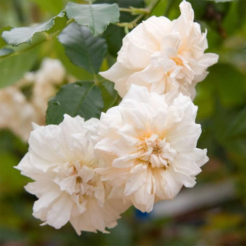 バラ苗 2年大株 4号 アリスターステラグレイ Old Roses O0465 自家用 花無し株 送料無料
