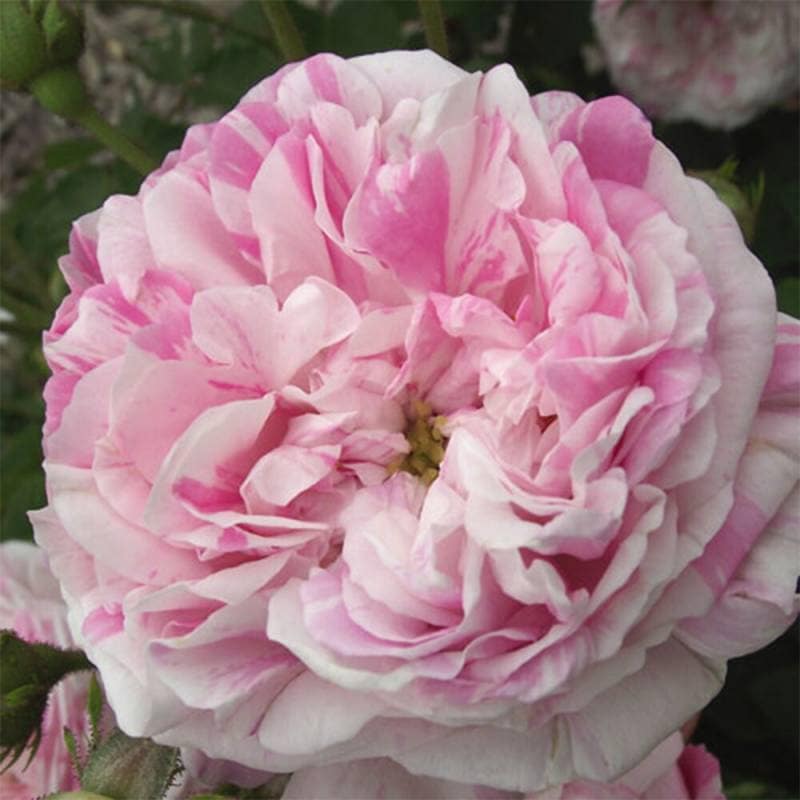 バラ苗 2年大株 4号 ケンティフォリアバリエガータ Old Roses O0473 自家用 花無し株 送料無料 ps2201