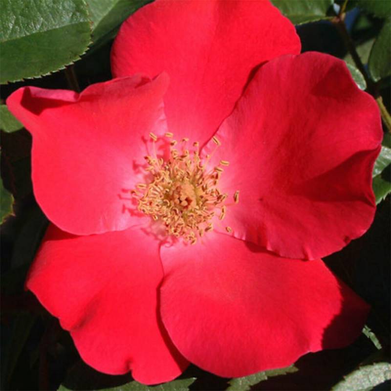 バラ苗 2年大株 4号 ロブスター Old Roses O1398 自家用 花無し株 送料無料