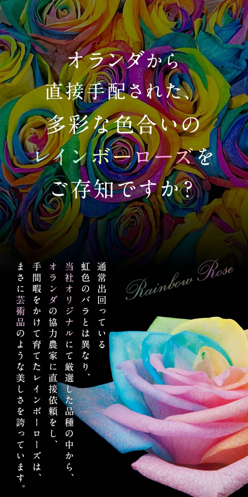 【受注再開しました】レインボーローズオリジナル発注バラ色変わり20本から本数指定50本60本100本108本送料別虹色のバラ別注カスタマイズ土曜営業誕生日プロポーズ結婚祝い記念日お祝いサプライズ門出虹薔薇レインボー薔薇虹色