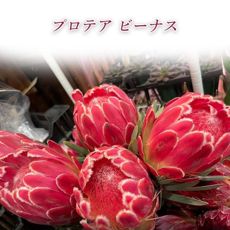 切花 ネイティブフラワー  プロテア Ｐ ビーナス 60cm ピンク 南アフリカ 切り花  クイーンプロテア クィーン 生花  花材 ドライフラワー インテリア 癒し