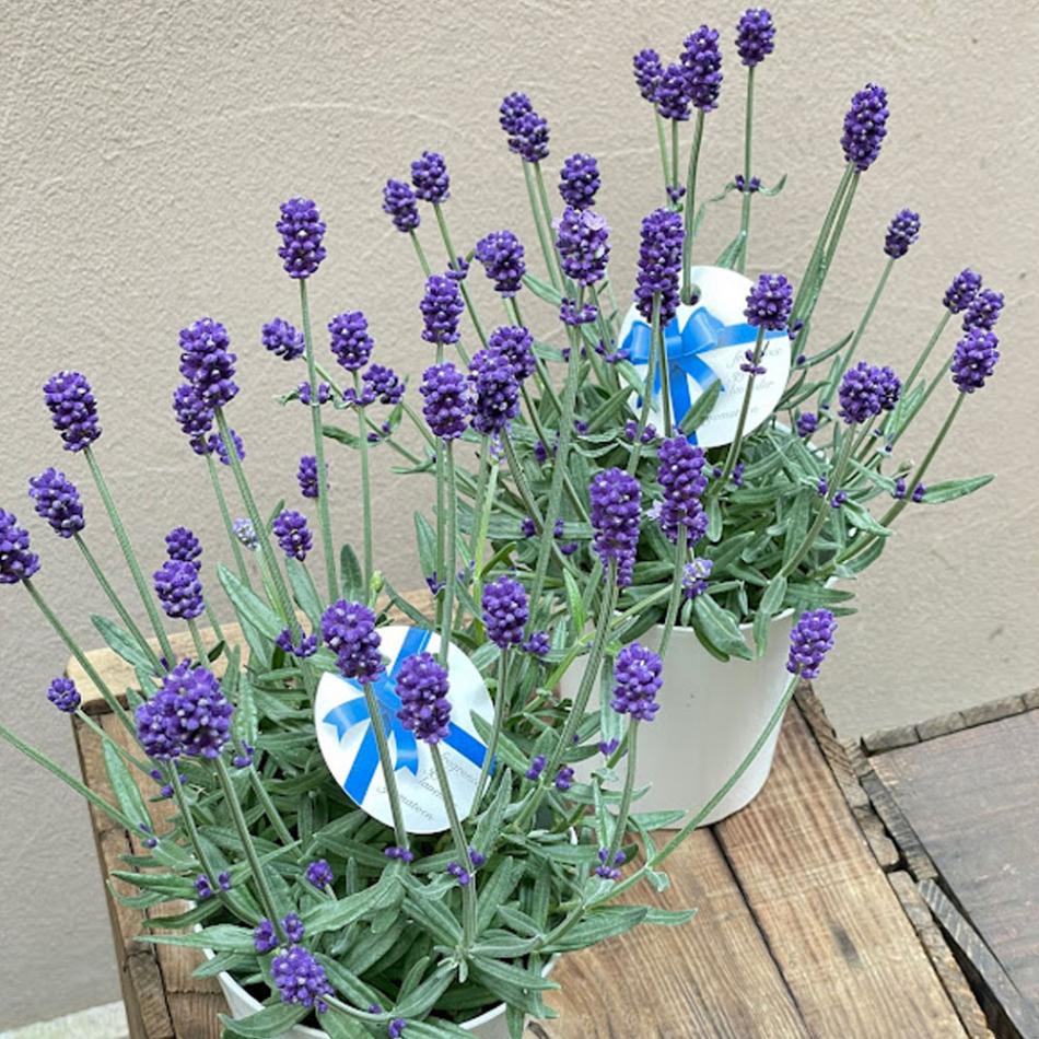 神奈川 大和園 吉原英治 ラベンダー 早咲き3号 たくさんがお得 鉢径