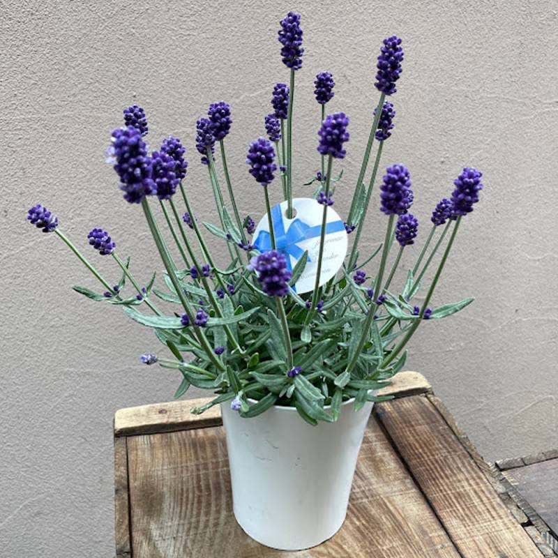 神奈川 大和園 吉原英治 ラベンダー 早咲き３号 たくさんがお得 鉢径12cm H 30-35cm 送料別 観葉植物 インテリア 花鉢