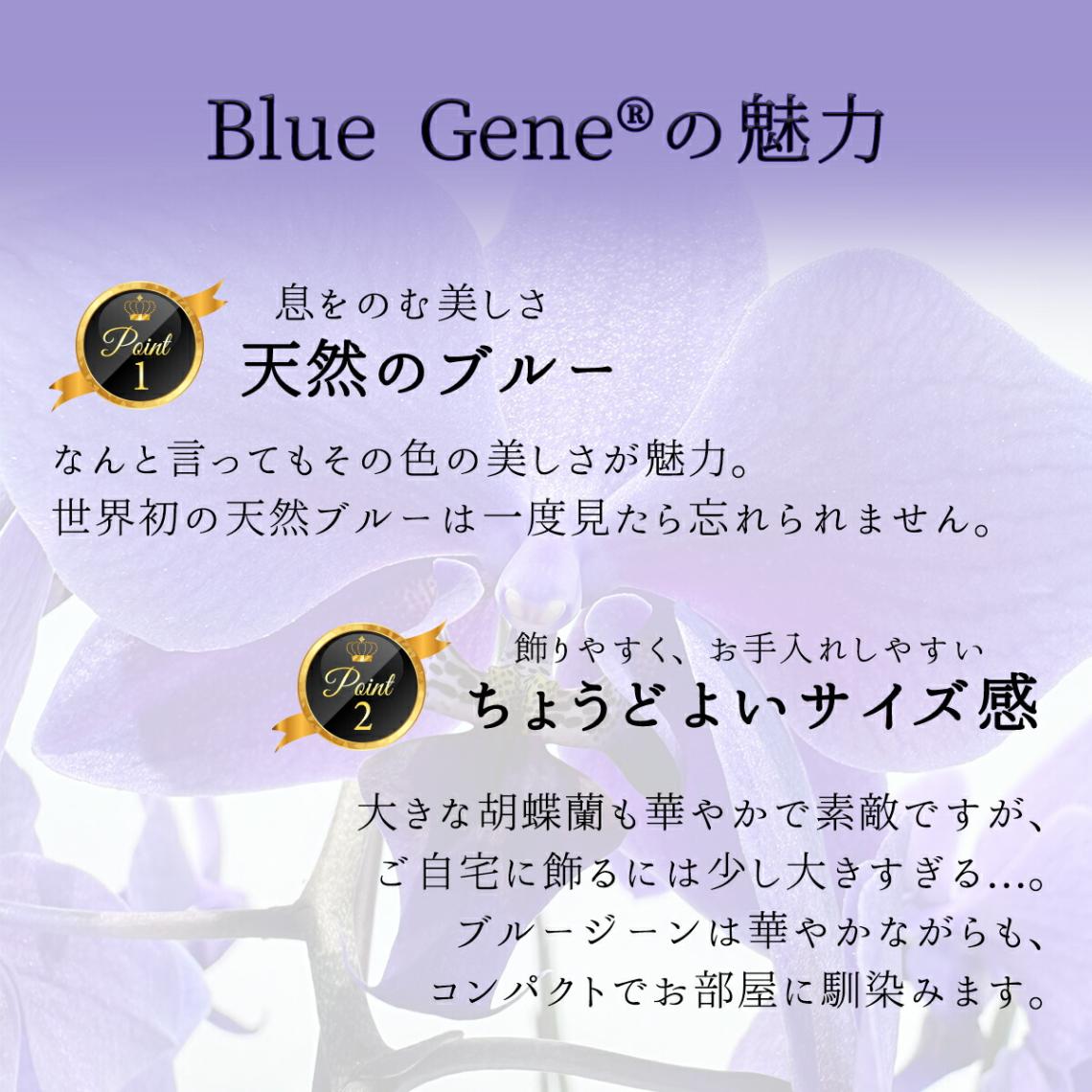 ファレノブルージーン
