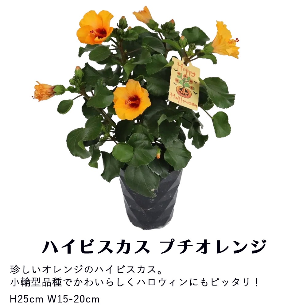 ハロウィン 花鉢 珍しいオレンジのハイビスカス かわいい小輪形品種 ハロウィンハイビスカス インテリア フラワーギフト プレゼント 鑑賞 花苗 野菜苗 花とワインギフト銀座東京フラワー