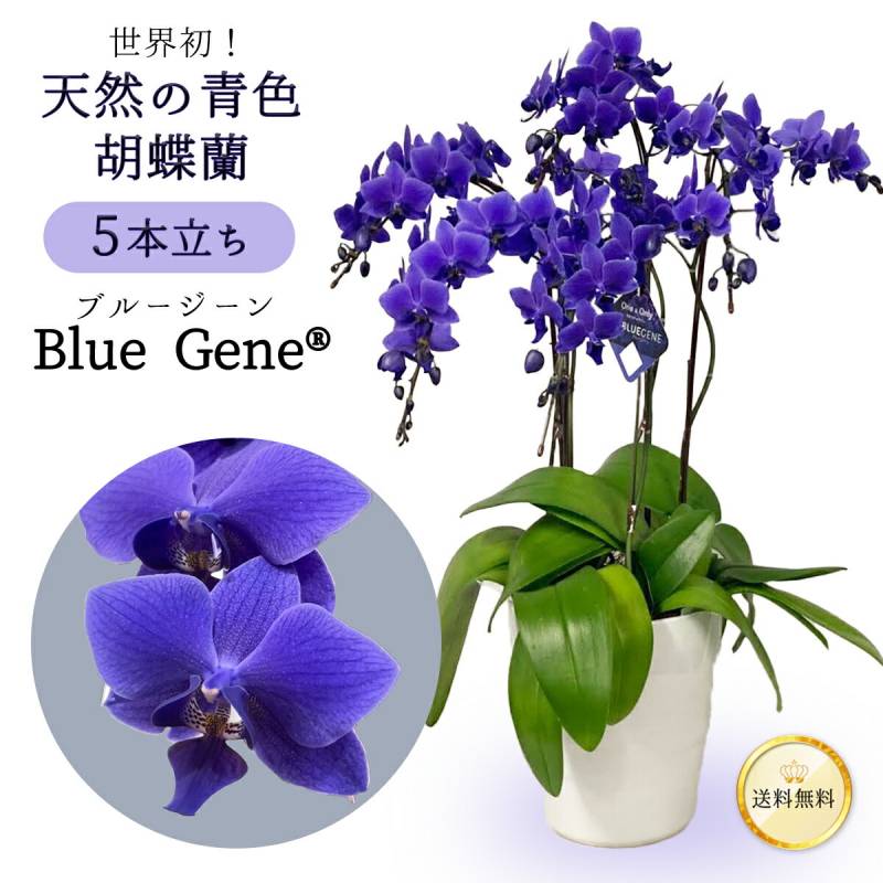 【豪華な5本立ち！天然の青色胡蝶蘭】 ブルージーン bluegene 5本立 6号 ファレノプシス 送料無料 5日後以降指定可 花 鉢 お祝い 洋らん 長寿 古希 喜寿 開店 祝い 開院 開業祝 移転 就任 御祝 移転 出店 オープン 叙勲 誕生日 ホワイトデー 卒業式 入学 プレゼント ギフト