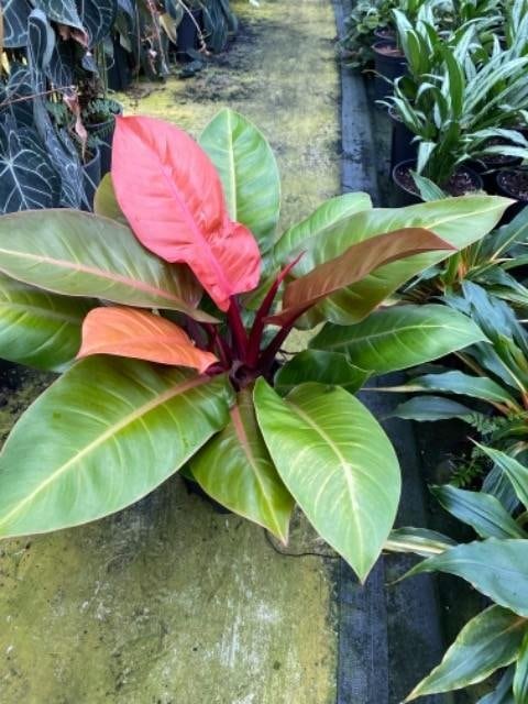 フィロデンドロン プリンスオブオレンジ 10351 荒木植物園 ８号 2入 出荷期間：7/1～7/29