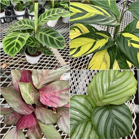 カラテア◆4品種 68617 川村園芸 川村森彦 混合 ４号 11入 出荷期間：7/1～7/31