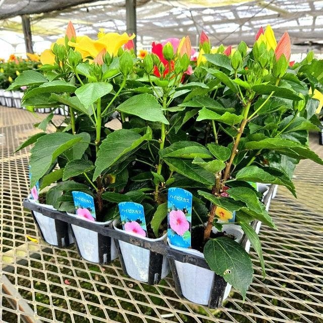 苗・ハイビスカス 14309 大足園芸 混合 ３．５号 20入 出荷期間：5/24～8/8