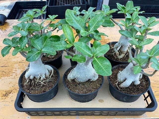 アデニウム◆アラビカム 21308 群仙園 島田典彦 ５号 6入 出荷期間：7/3～7/31