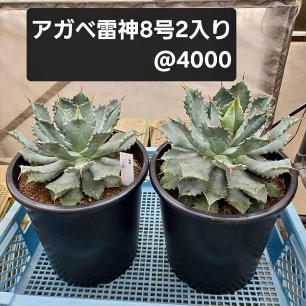 アガベ 雷神 15088 ＭＰＳ 岐１８１ 岐孝園 ８号 2入 出荷期間：6/21～7/30