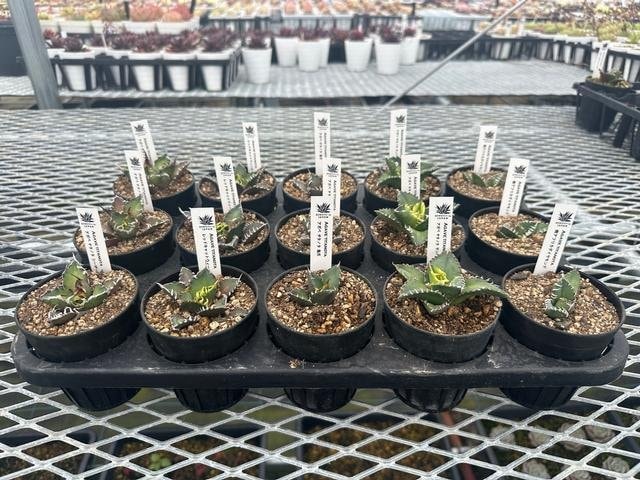アガベ チタノータ◆5種 15638 カクタスファームＪＡＰＡＮ 混合 ３号 15入 出荷期間：5/1～9/6