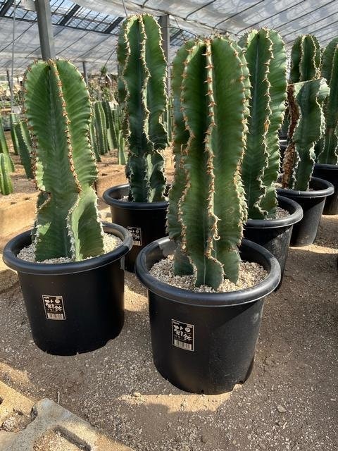 ユーホルビア ランガク 45144 山田 伊勢次 ８号 2入 出荷期間：5/1～7/31