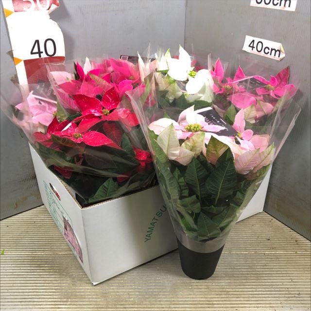 ユーホルビア“プリンセチア” 37110 藤田農園 藤田玄夫 混合 ４号 8入 出荷期間：10/21～11/14