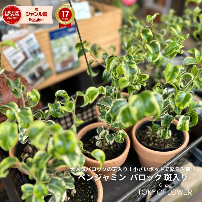 フィカス ベンジャミナ バロック 斑入り 3.5号 ポット 鉢径10cm H25-30cm 観葉植物 送料別 おしゃれ インテリア 風水 運気アップ 幸せの