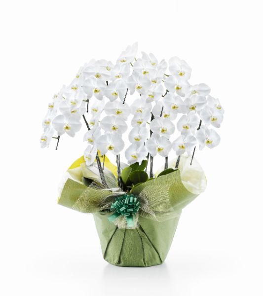 胡蝶蘭 白大輪 ７本立ち ４９輪以上(つぼみ込み） （注文日より5日後以降お届け）[1WW0707] 送料込お祝い 開店 御祝 お祝 上場祝 花 就任祝 プレゼント ギフト