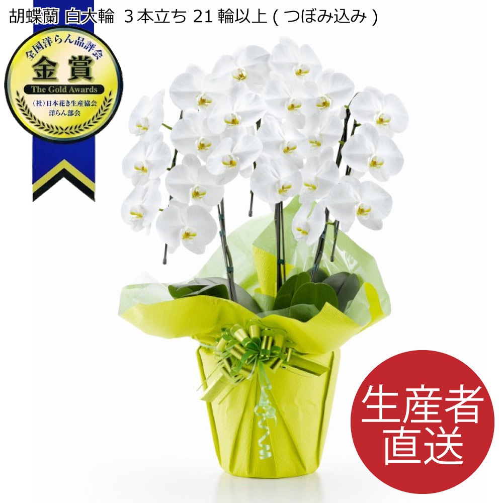 胡蝶蘭 白大輪 3本立ち 21輪以上 つぼみ込み (ヤマト運輸での配送です)即日出荷 土日出荷 立札 名札無料 紙札 お祝い 花 胡蝶蘭 ギフト 開店 開院 開業 移転 お供え 贈り物 還暦 喜寿 傘寿 卒寿 百寿 叙勲 株主総会