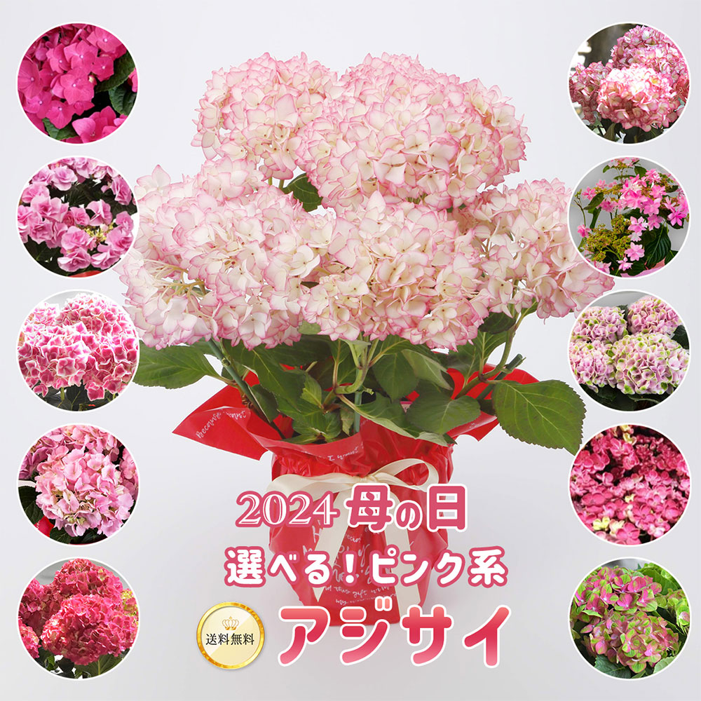 2024年 母の日ギフト 】 選べる ピンク系 アジサイ 5号鉢 送料無料