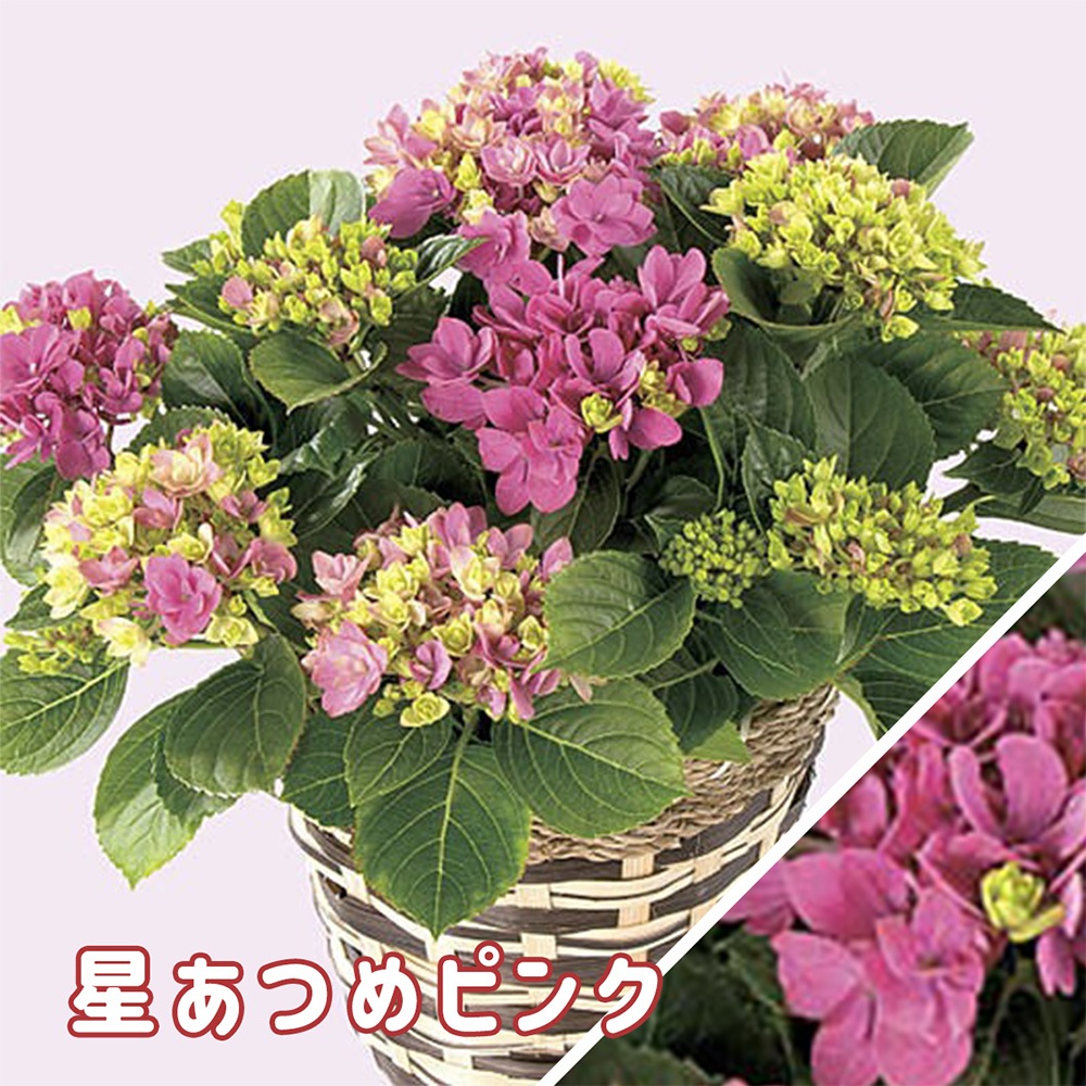 【 2025年 母の日ギフト 】 アジサイ 鉢植え 5号鉢 島根の稀少品種 紫陽花 万華鏡 銀河 星あつめ あじさい ギフト お届け日指定不可 鉢植え 来年も咲く 花鉢 沖縄諸島部お届け不可 島根県産 母の日 お母さん おばあちゃん ガーデニング 園芸 ピンク ブルー haha