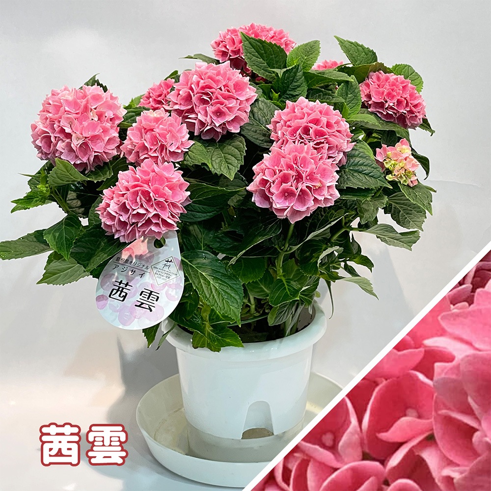 【 2025年 母の日ギフト 】 アジサイ 鉢植え 5号鉢 島根の稀少品種 紫陽花 万華鏡 銀河 星あつめ あじさい ギフト お届け日指定不可 鉢植え 来年も咲く 花鉢 沖縄諸島部お届け不可 島根県産 母の日 お母さん おばあちゃん ガーデニング 園芸 ピンク ブルー haha