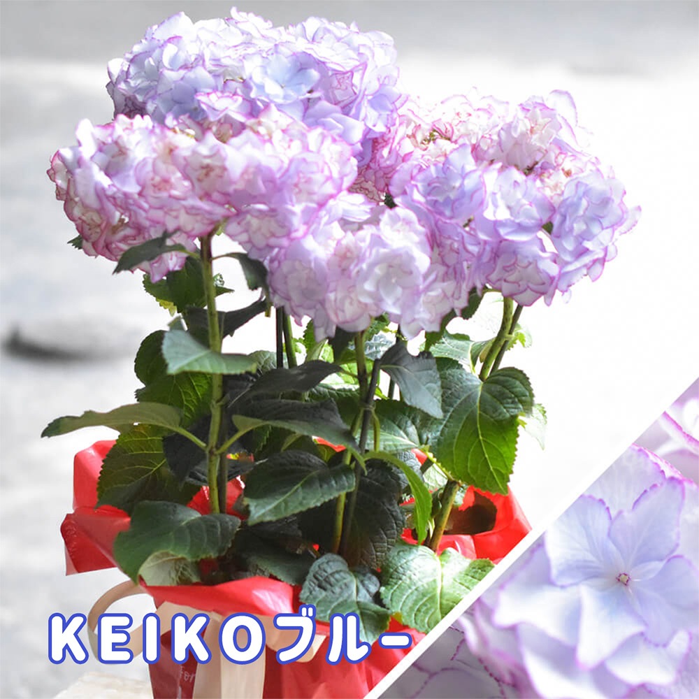 【 2025年 母の日ギフト 】 アジサイ 鉢植え 5号鉢 島根の稀少品種 紫陽花 万華鏡 銀河 星あつめ あじさい ギフト お届け日指定不可 鉢植え 来年も咲く 花鉢 沖縄諸島部お届け不可 島根県産 母の日 お母さん おばあちゃん ガーデニング 園芸 ピンク ブルー haha