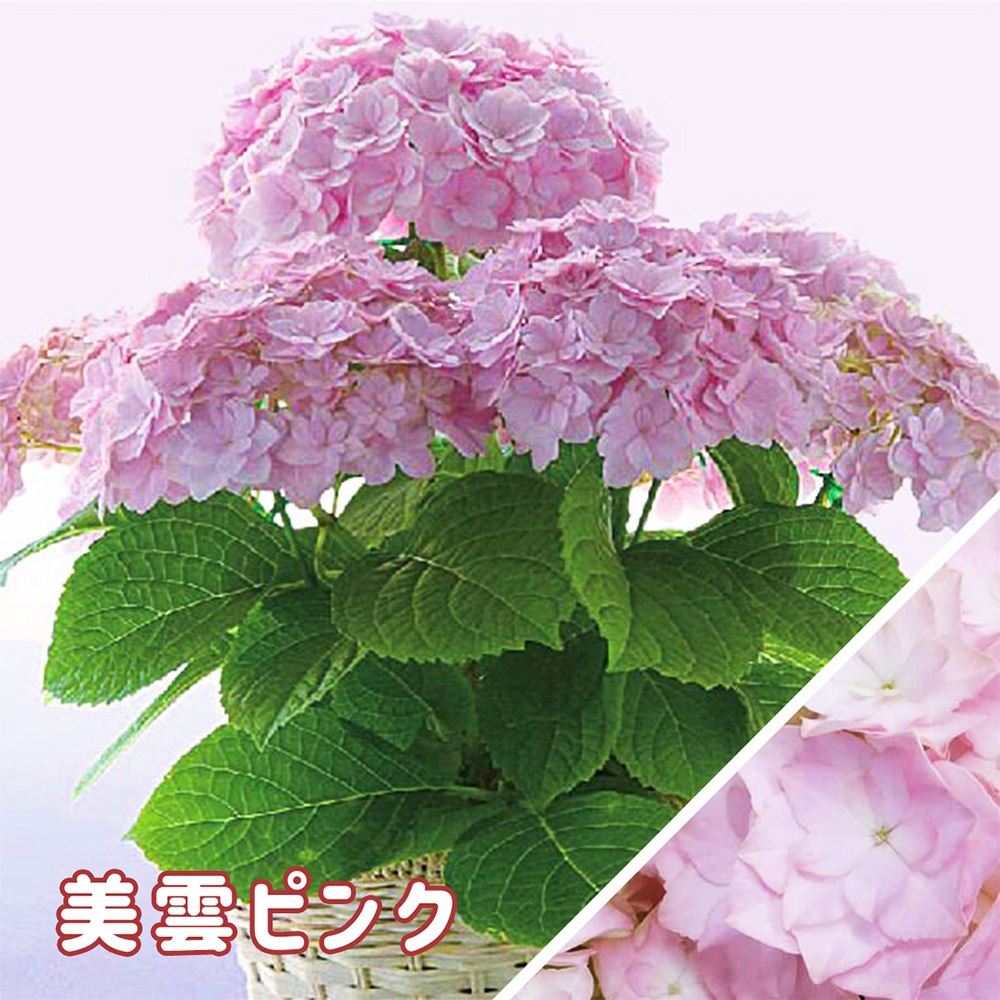 【 2025年 母の日ギフト 】 アジサイ 鉢植え 5号鉢 島根の稀少品種 紫陽花 万華鏡 銀河 星あつめ あじさい ギフト お届け日指定不可 鉢植え 来年も咲く 花鉢 沖縄諸島部お届け不可 島根県産 母の日 お母さん おばあちゃん ガーデニング 園芸 ピンク ブルー haha