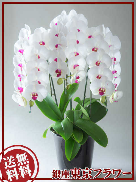 胡蝶蘭3本立白×赤大輪 高さ約 90cm 約36リン前後 (つぼみ込)