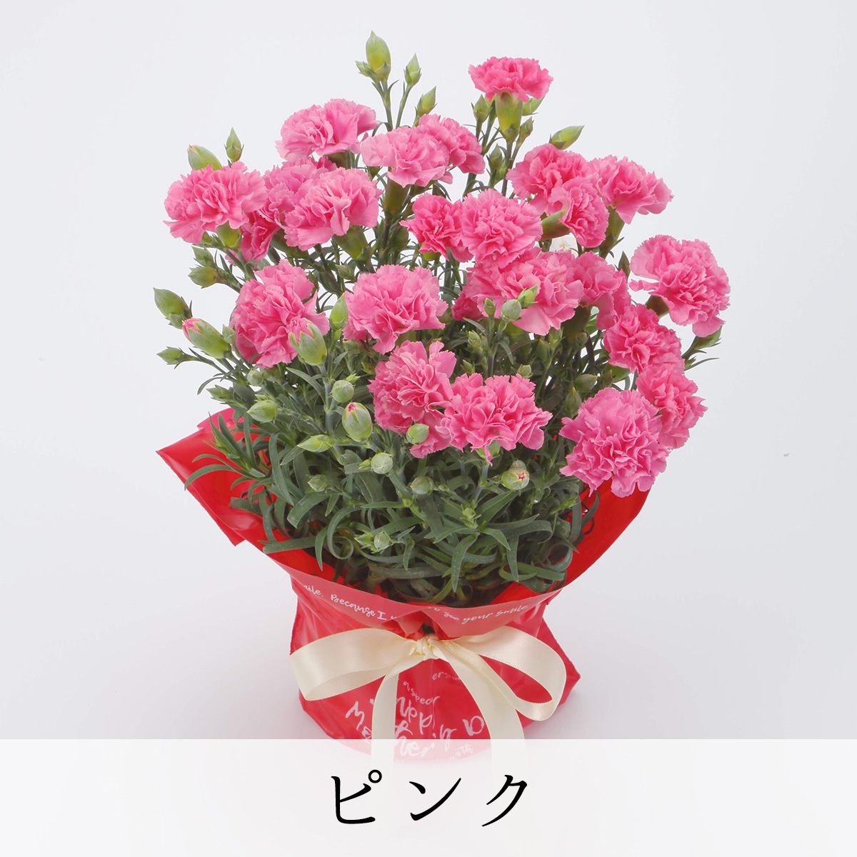 【2025年 母の日ギフト】銀座のカーネーション5号鉢 選べる花色9種類 送料無料 沖縄配送不可 花鉢 ギフト ランキング haha