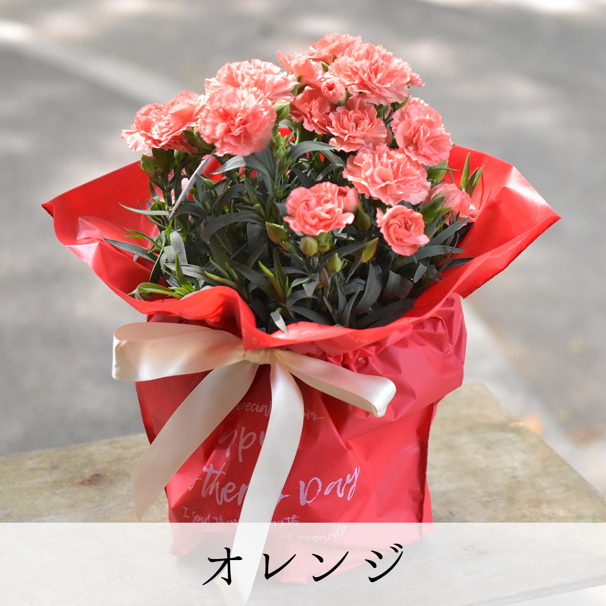 【2025年 母の日ギフト】銀座のカーネーション5号鉢 選べる花色9種類 送料無料 沖縄配送不可 花鉢 ギフト ランキング haha