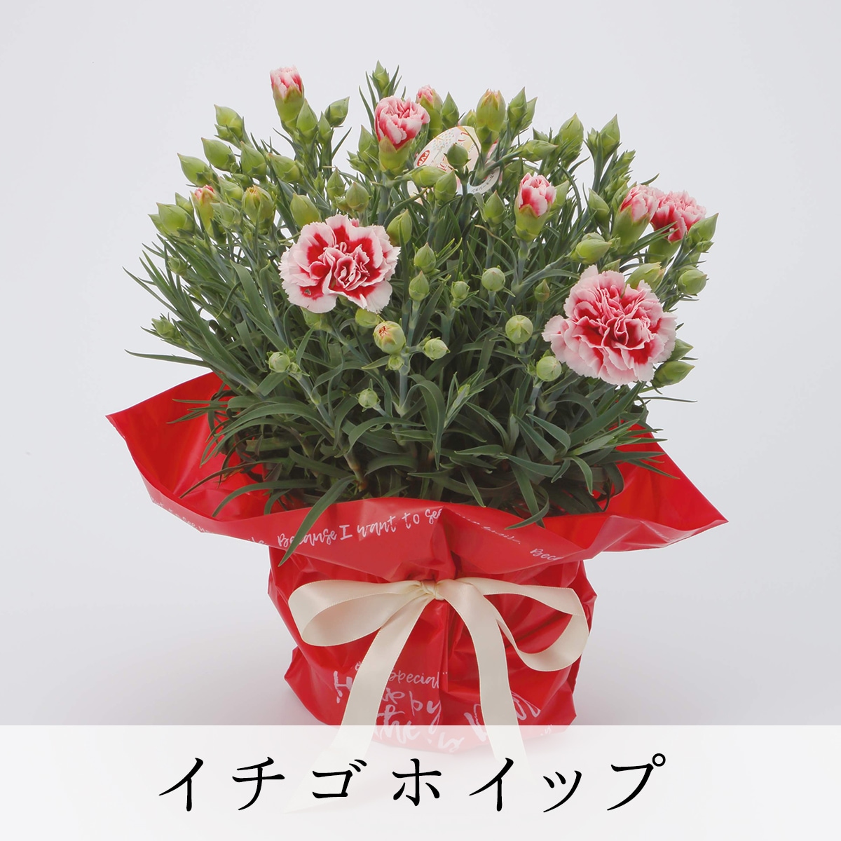 【2025年 母の日ギフト】銀座のカーネーション5号鉢 選べる花色9種類 送料無料 沖縄配送不可 花鉢 ギフト ランキング haha
