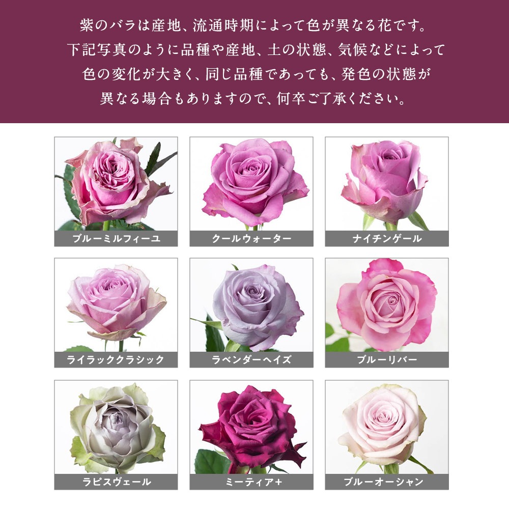 紫バラ40本の花束 生花 ムラサキバラ 東京銀座クオリティ 送料無料 送料込み 紫色 バラ 薔薇 ばら 花束 お祝い 誕生日 記念日 ホワイトデー 卒業式 入学 プレゼント ギフト プロポーズ 結婚 退職 還暦 長寿 米寿 古希 喜寿 金婚式 クール便選択可能
