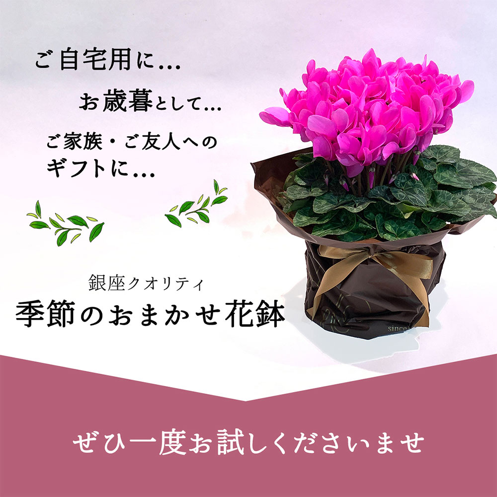 【何が届くかお楽しみ♪】 春 おまかせ花鉢 季節の花鉢 おまかせ 鉢植え 5寸鉢 2月 3月 あす楽13時まで 送料無料 送料込み ホワイトデー 卒業式 入学 プレゼント ギフト 誕生日 長寿祝い 自宅用 内祝 結婚祝 新築祝 花壇 園芸 観葉植物 ガーデニング 庭 玄関 お供え