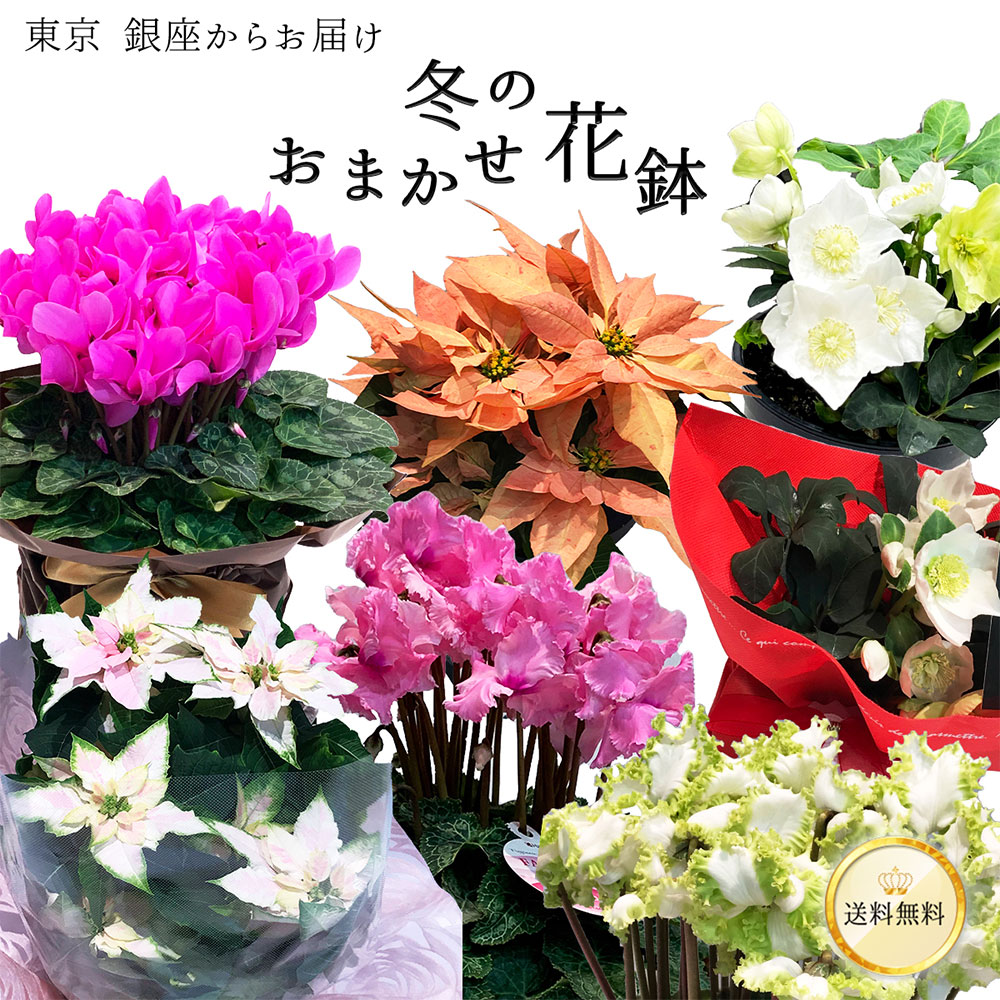 【何が届くかお楽しみ♪】 春 おまかせ花鉢 季節の花鉢 おまかせ 鉢植え 5寸鉢 2月 3月 あす楽13時まで 送料無料 送料込み ホワイトデー 卒業式 入学 プレゼント ギフト 誕生日 長寿祝い 自宅用 内祝 結婚祝 新築祝 花壇 園芸 観葉植物 ガーデニング 庭 玄関 お供え