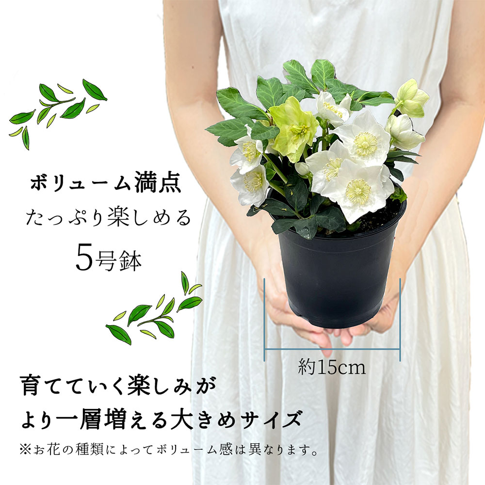 【何が届くかお楽しみ♪】 春 おまかせ花鉢 季節の花鉢 おまかせ 鉢植え 5寸鉢 2月 3月 あす楽13時まで 送料無料 送料込み ホワイトデー 卒業式 入学 プレゼント ギフト 誕生日 長寿祝い 自宅用 内祝 結婚祝 新築祝 花壇 園芸 観葉植物 ガーデニング 庭 玄関 お供え