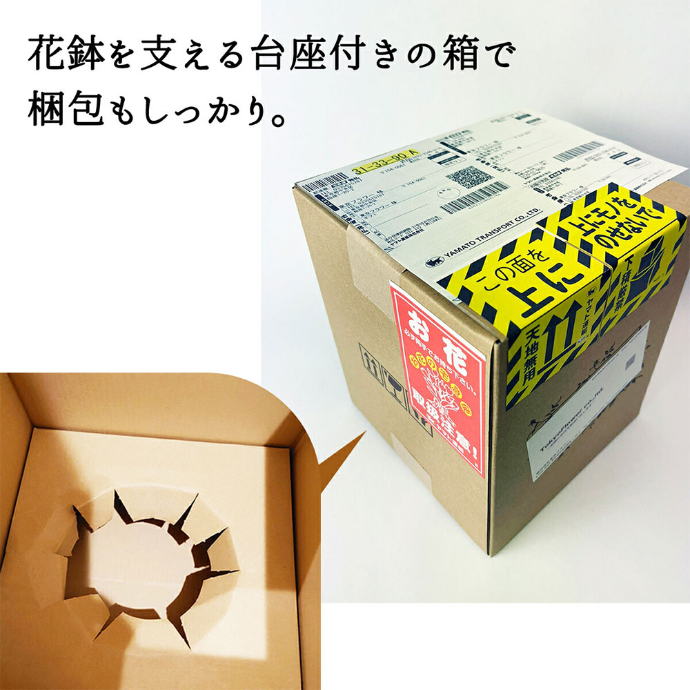【何が届くかお楽しみ♪】 春 おまかせ花鉢 季節の花鉢 おまかせ 鉢植え 5寸鉢 2月 3月 あす楽13時まで 送料無料 送料込み ホワイトデー 卒業式 入学 プレゼント ギフト 誕生日 長寿祝い 自宅用 内祝 結婚祝 新築祝 花壇 園芸 観葉植物 ガーデニング 庭 玄関 お供え