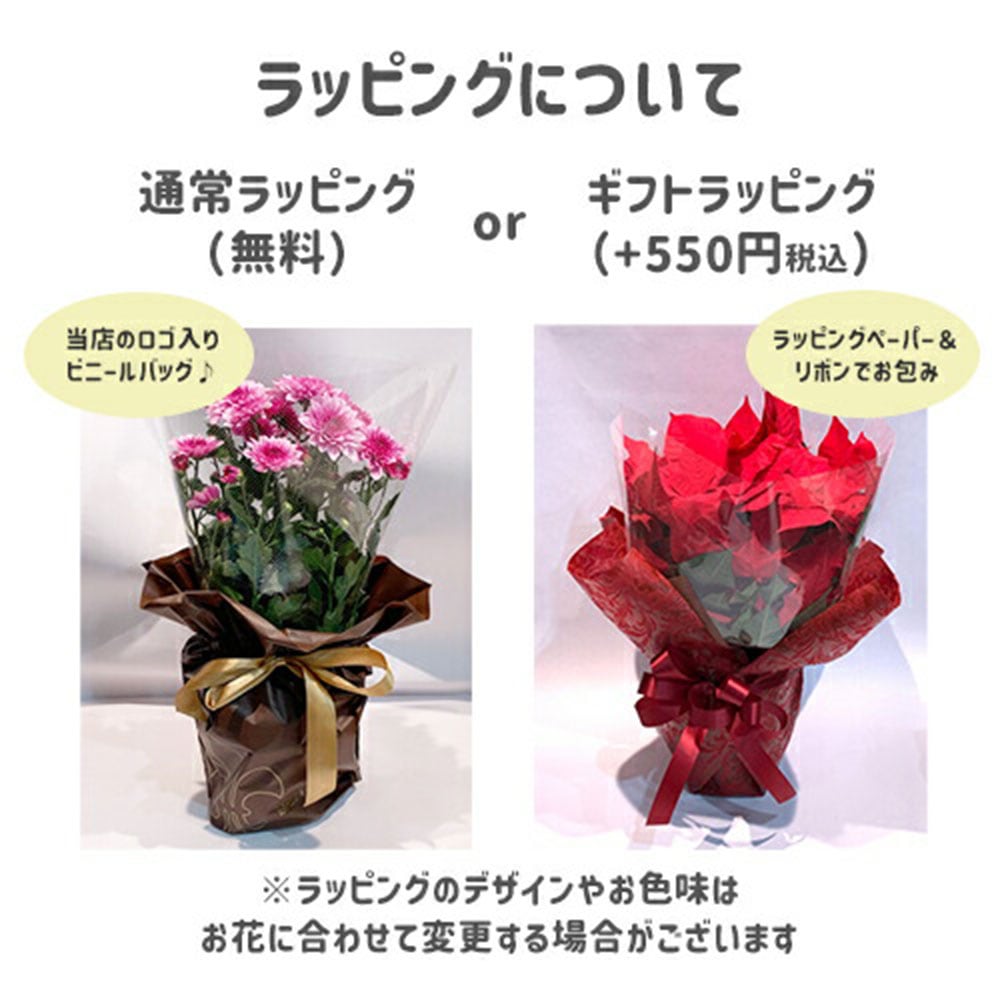 【何が届くかお楽しみ♪】 春 おまかせ花鉢 季節の花鉢 おまかせ 鉢植え 5寸鉢 2月 3月 あす楽13時まで 送料無料 送料込み ホワイトデー 卒業式 入学 プレゼント ギフト 誕生日 長寿祝い 自宅用 内祝 結婚祝 新築祝 花壇 園芸 観葉植物 ガーデニング 庭 玄関 お供え